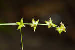 Eastern star sedge